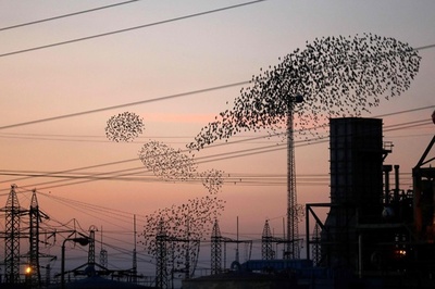 空飛ぶクジラ？ イスラエルの夕空にムクドリの群舞