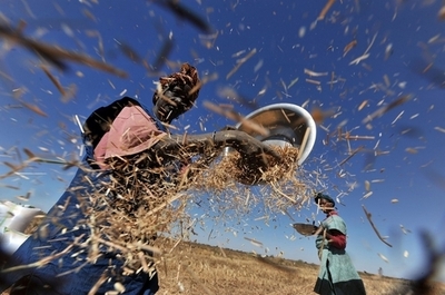 絶滅寸前のアフリカ米、再導入実験に取り組むトーゴ農家