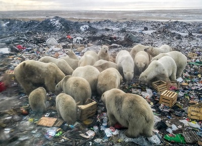 カナダ 北極地方の10か年計画発表 軍事的存在感を強化 写真1枚 国際ニュース Afpbb News