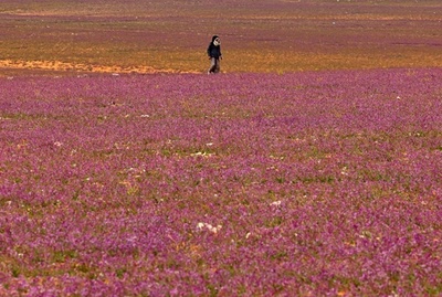 砂漠一面に咲き誇る紫の花 冬の雨の贈り物 サウジ