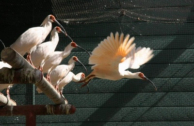 中日交流に寄り添う「吉祥の鳥」