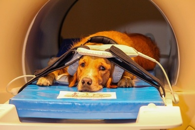 犬は相手の顔を人ほど重要視せず、視覚コミュニケーションの研究