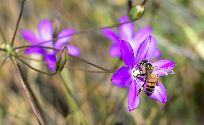 世界の蜂蜜の75%、ミツバチに有害な殺虫剤の痕跡　研究