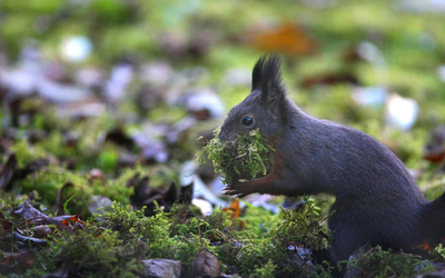 ふかふかベッドで今夜はぐっすり？コケ集めるリス ドイツ