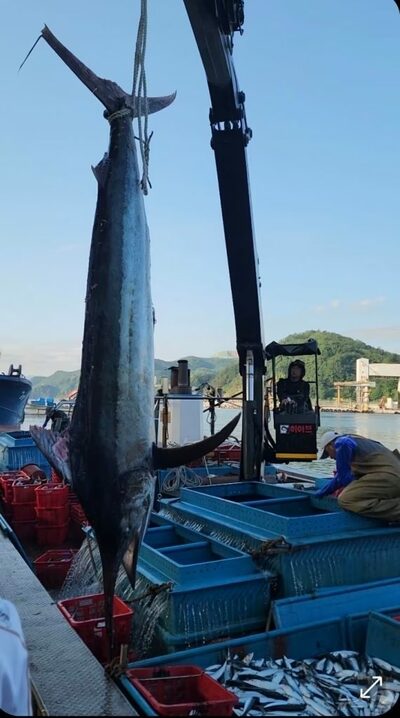 メカジキが“まさかの6000円”という屈辱価格…韓国“クロマグロラッシュ”で異変