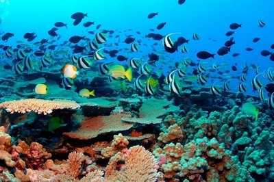 2個の細胞からなる海洋プランクトンの視覚システム解明、欧州チーム