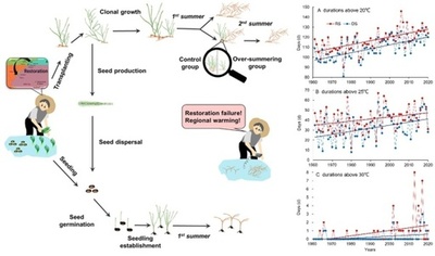 中国科学院海洋所が気候変動によるアマモ分布の移動を確認