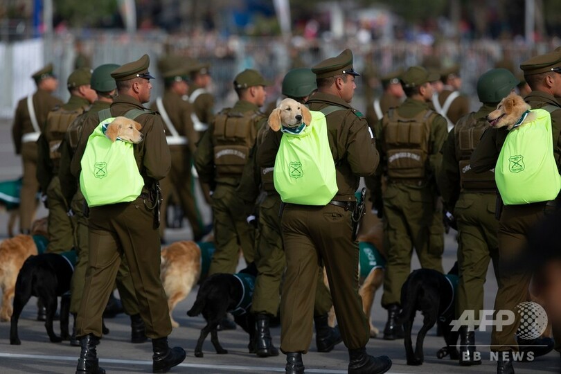 「どんな捜査も任せて…？」 警察犬の卵、担がれて軍事パレード参加
