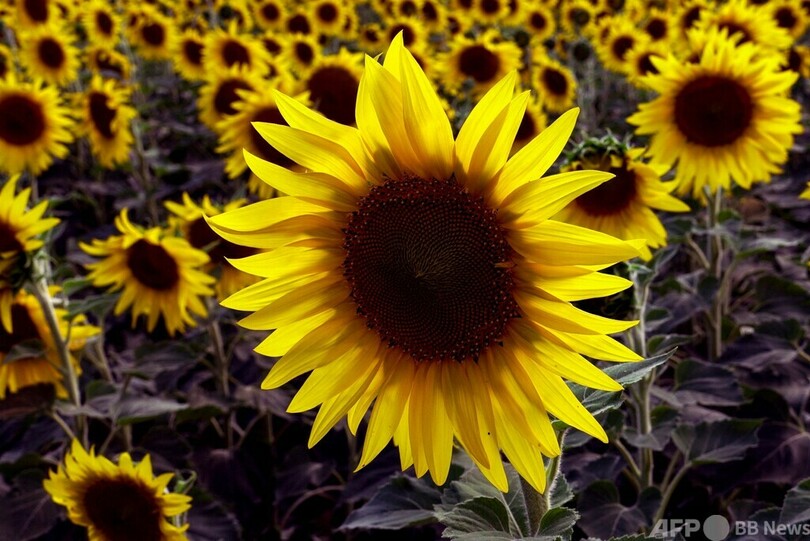 ウクライナ東部の農場、ロシアに穀物販売