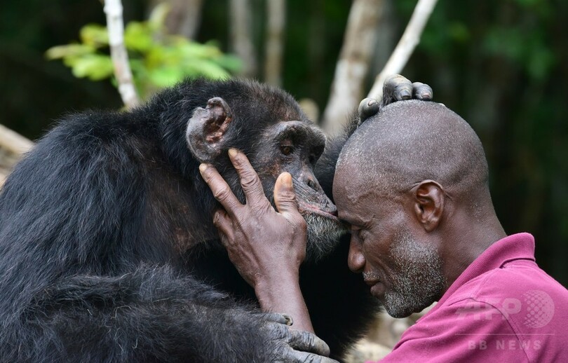 チンパンジー島 最後の1頭 コートジボワールで保護の取り組み 写真7枚 国際ニュース Afpbb News