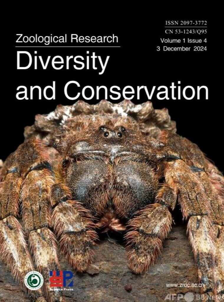 中国の科学者 新種のクモ16種をジェイ・チョウの歌から命名