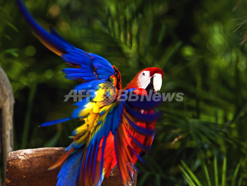 鮮やかなメキシコのコンゴウインコ、シカレ自然公園