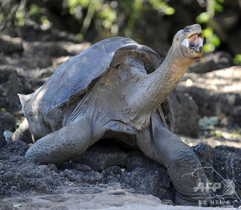 ガラパゴス探索、絶滅種と「強い遺伝子的つながり」持つカメ発見