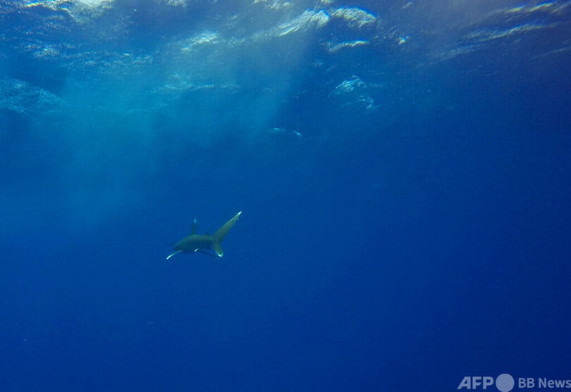 サメ襲撃で外国人2人死亡 エジプト紅海沿岸