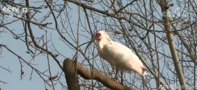 トキ7羽が新居へ、来春に放鳥 中国陝西省