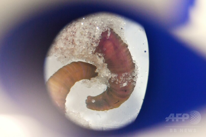 釣りエサから奇跡の担い手に？ ゴカイがヒトの代替血液に貢献の可能性