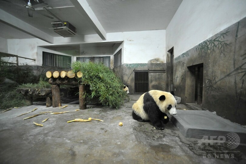 一時重体のジャイアントパンダ「成就」、リハビリを開始 杭州動物園