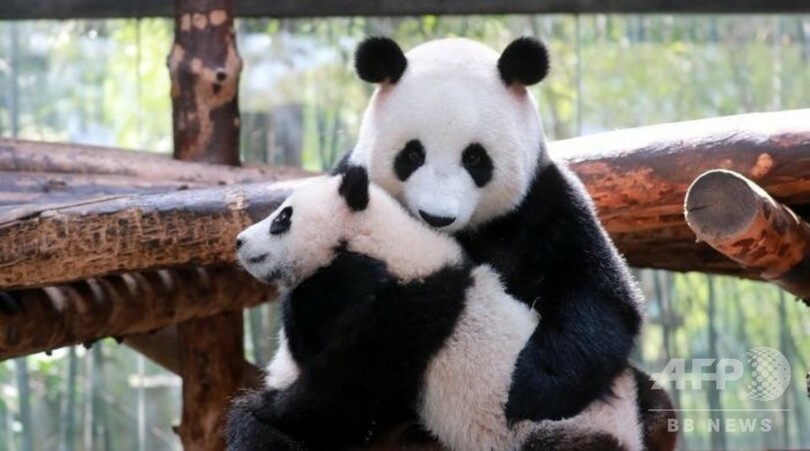 生後6か月のパンダ 観客の前に初登場 上海の動物園 写真3枚 国際ニュース Afpbb News