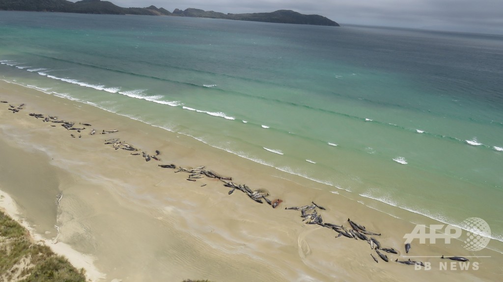 NZの浜辺にゴンドウクジラ145頭、半数生存も安楽死 NZの浜辺にゴンドウクジラ145頭、半数生存も安楽死