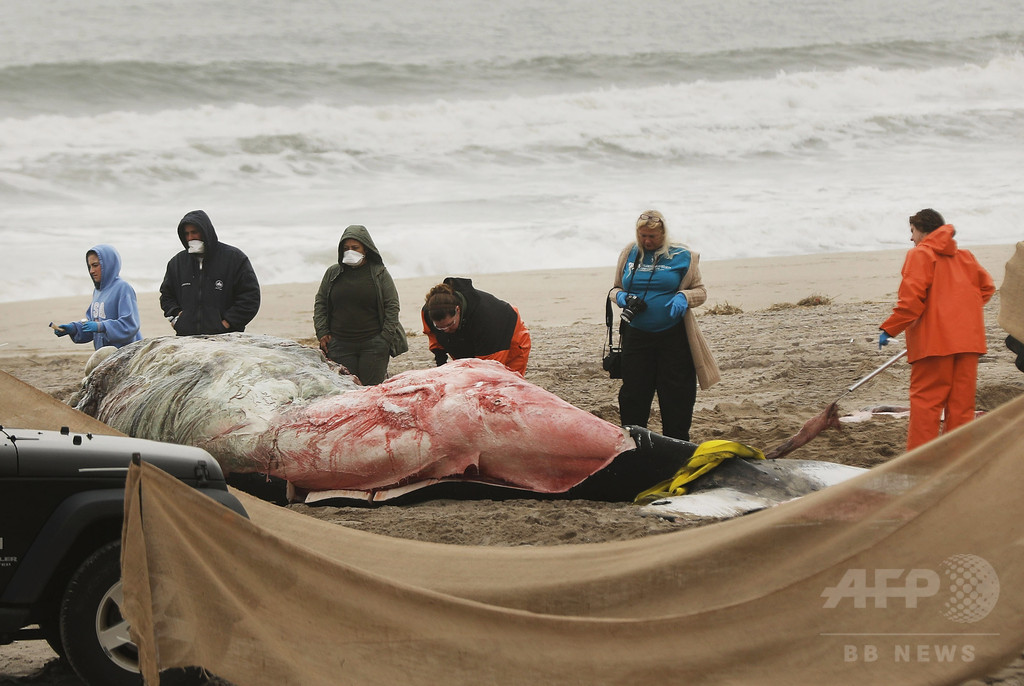ザトウクジラの「異常な大量死事象」 米大西洋沿岸で調査 ザトウクジラの「異常な大量死事象」 米大西洋沿岸で調査