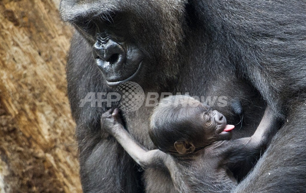 お母さんの胸ですやすや 生後3日の赤ちゃんゴリラ 独 写真2枚 国際ニュース Afpbb News