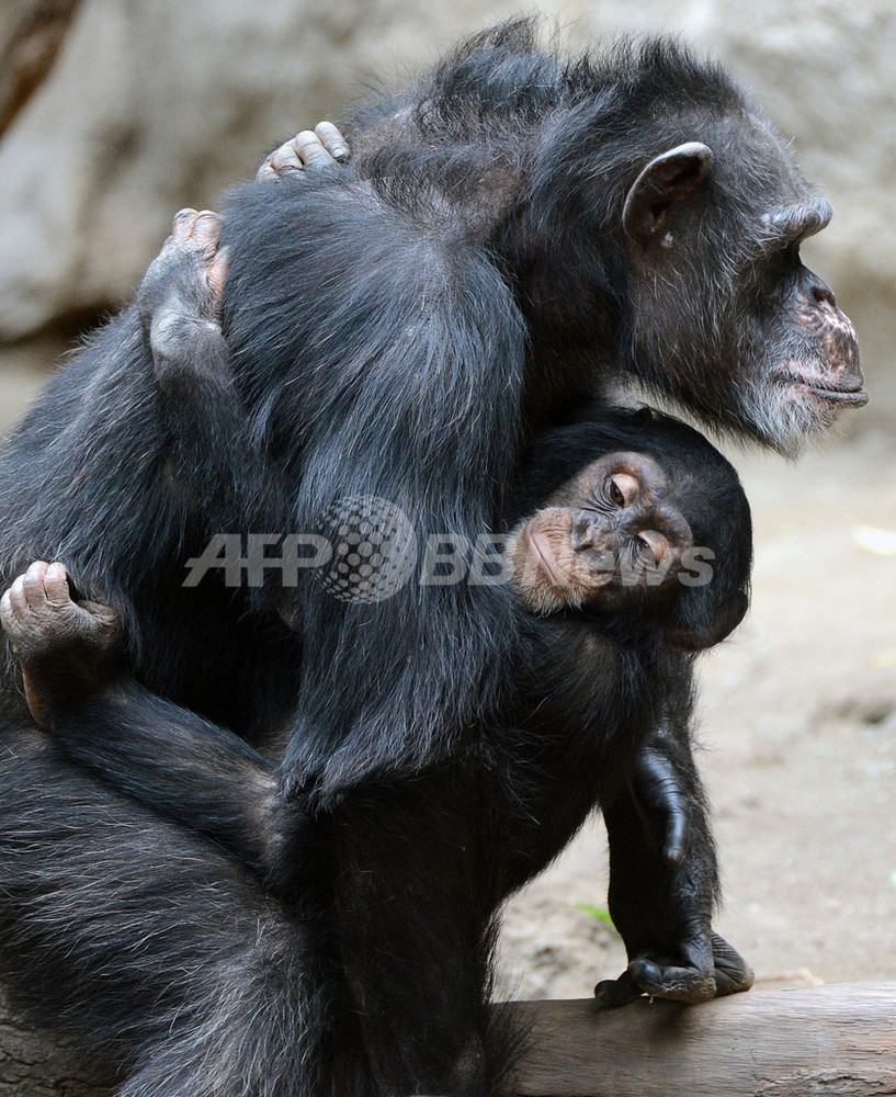 チンパンジーパンジー お母さんにべったり！チンパンジーの赤ちゃん、独 写真4枚 国際
