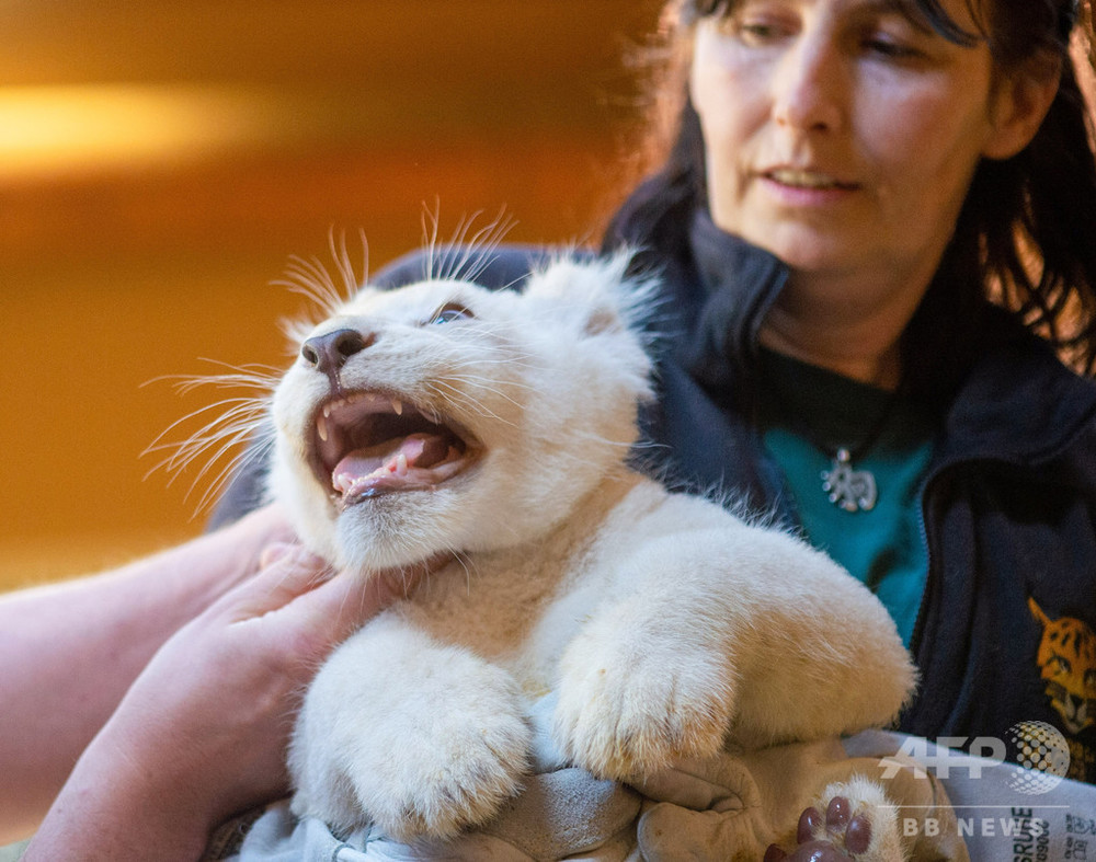 今日の1枚 おっかなびっくり予防接種 ホワイトライオンの赤ちゃん 写真3枚 国際ニュース Afpbb News