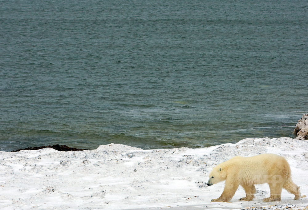 北極圏の海底から謎の音 動物も消えた カナダ軍が調査へ 写真1枚 国際ニュース Afpbb News