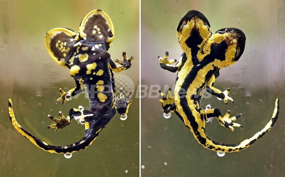頭が2つある珍しいサラマンダーの標本、ドイツで展示 写真3枚 国際ニュース:AFPBB News