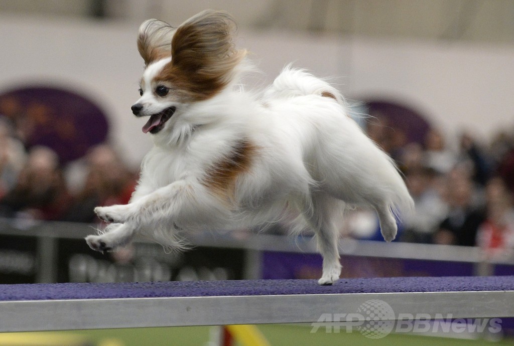 犬の機敏さ競う「アジリティ」選手権、NYで開催