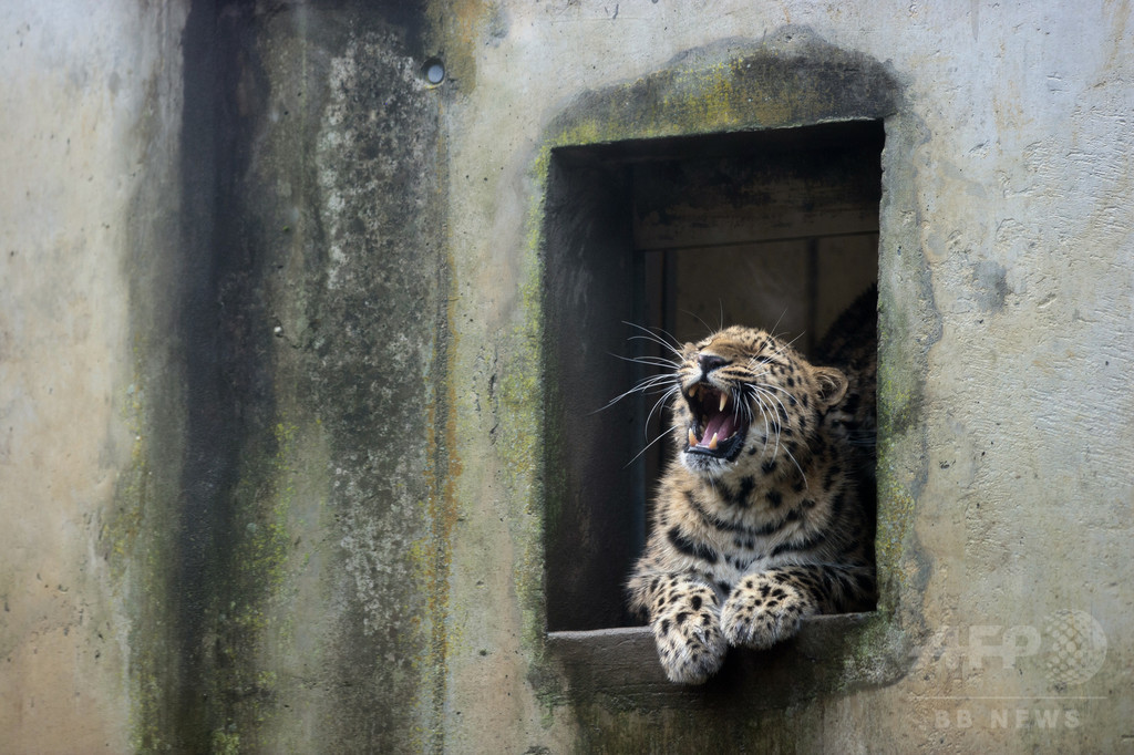 【特集】おもしろ動物写真集～癒やし系から仰天系まで～