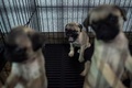 ミャンマー・ヤンゴンの犬カフェで、ケージの中の子犬たち（2017年7月15日撮影）。(c)AFP/Ye Aung THU