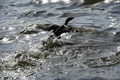 ベネズエラ北西部にあるマラカイボ湖から飛び立とうとする油の付着した鳥。カビマスで（2019年6月13日撮影）。(c)YURI CORTEZ / AFP