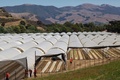 米カリフォルニア州カーピンテリアで、ブドウ園の横につくられた大麻栽培温室で作業をする人（2019年8月6日撮影）。(c)DAVID MCNEW / AFP
