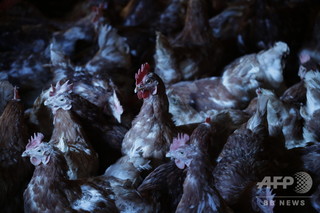 鶏小屋にキツネの死骸、鶏が群れになり逆襲か フランス 鶏小屋にキツネの死骸、鶏が群れになり逆襲か フランス