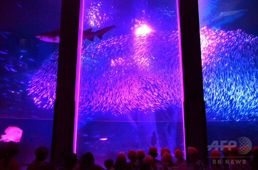 イワシ群舞が桜に、八景島シーパラダイスで一足先にお花見 横浜 写真10