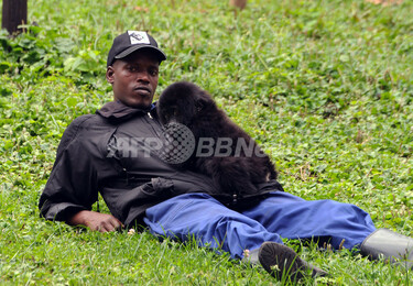 ゴリラ 救出されたマウンテンゴリラの赤ちゃん、元気に成長中 ルワンダ 写真5