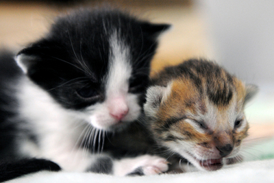 夫の愛人のネコを盗んだ英国議員の妻に有罪の認定