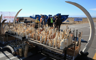 米政府、象牙の商取引を禁止