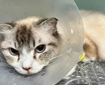 「大人の猫なのに体重が1.5kg」…韓国の違法繁殖場から救助された55匹