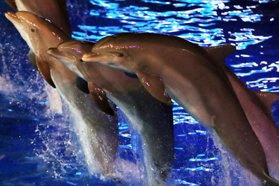 仏、イルカなどの繁殖・捕獲を禁じる新規制 関係者から賛否