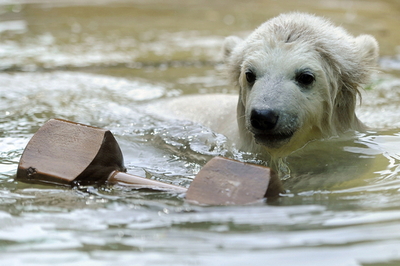 泳ぎはもう得意？　ドイツのホッキョクグマの赤ちゃん