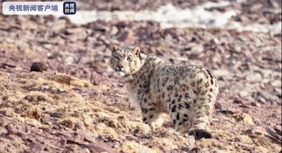 青海、ユキヒョウを野外に戻す