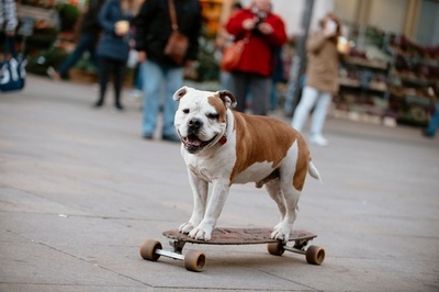 「スケートボード犬」登場、その腕前は？独ベルリン