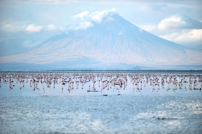 経済か環境か、フラミンゴの楽園にソーダ灰工場建設計画 タンザニア