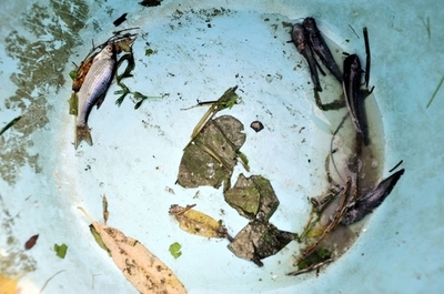 有害廃液ドナウ川に到達、流域国は警戒強化