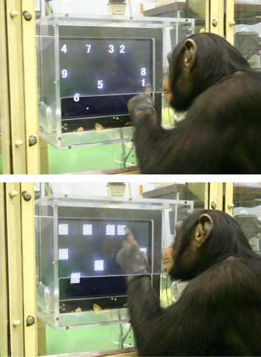 チンパンジーの子どもはヒトに勝る記憶力の持ち主