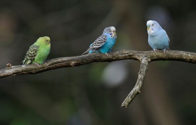 鳥の雌、パートナー選びの基準は「頭の良さ」か 研究