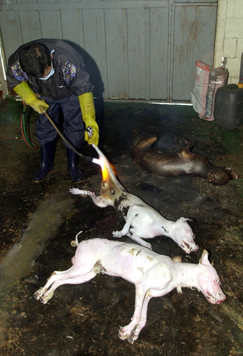 ソウルの犬料理店、初の食品安全検査へ
