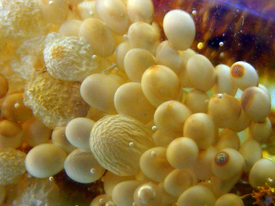 古代の昆虫を閉じ込めた琥珀、ペルー